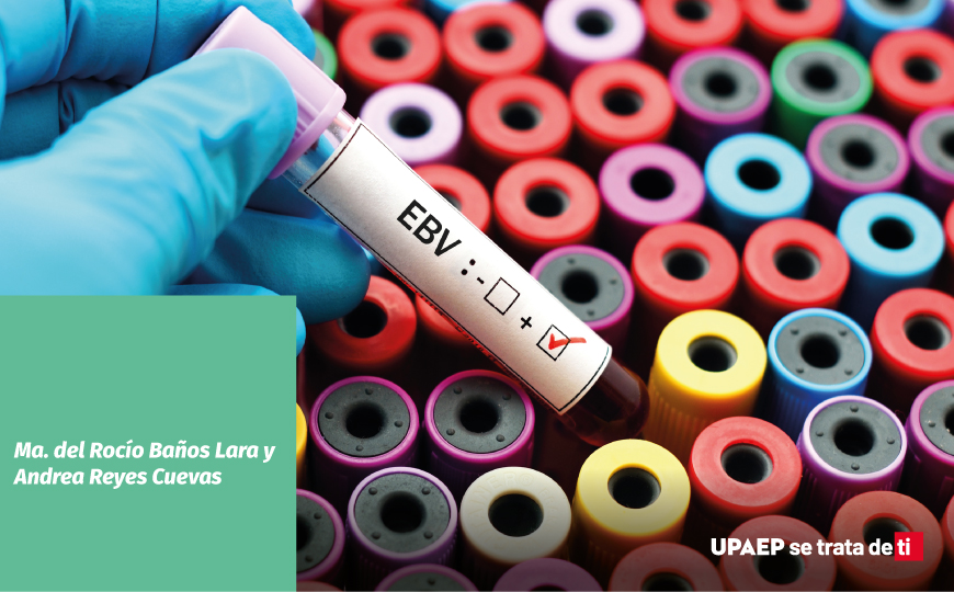 El huésped oculto: el virus de Epstein-Barr y su relación con el cáncer