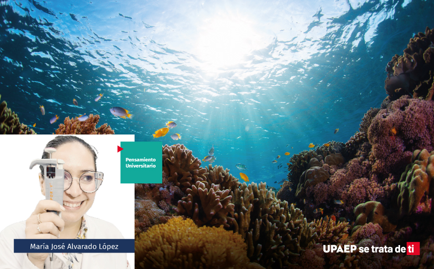 Modo simbiótico parte III: “Simbiosis bajo estrés: zooxantelas y los límites del equilibrio” 